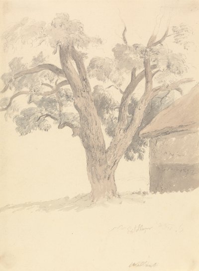 Walnut Tree by Robert Hills