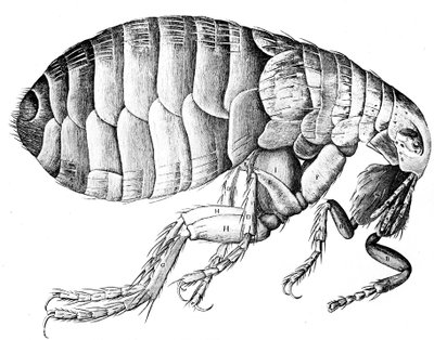 Flea, wingless bloodsucking parasitic insect by Robert Hooke