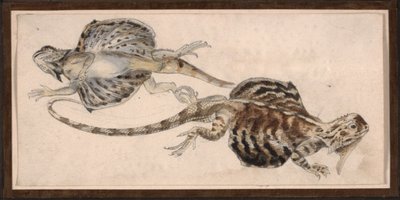 Lizards by Robert Kretschmer