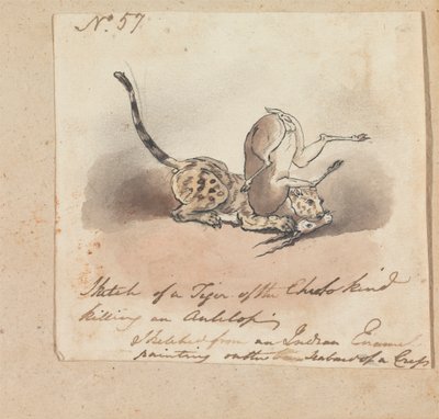 A Cheetah Killing an Antelope by Robert Mabon