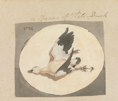 A Species of Wild Duck by Robert Mabon