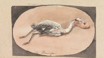 Flamingo by Robert Mabon