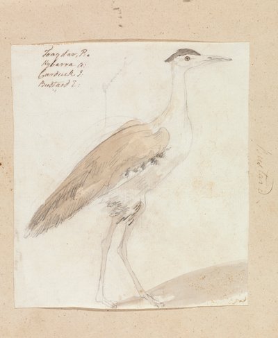 Great Indian Bustard by Robert Mabon