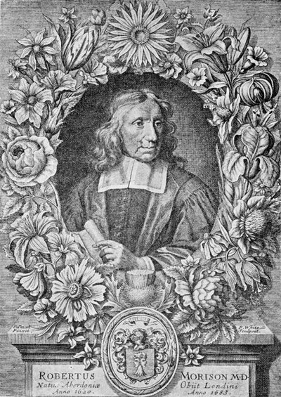 Robert Morison by Robert White