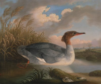 A Dun Diver (Goosander) by Robert Wilkinson Padley