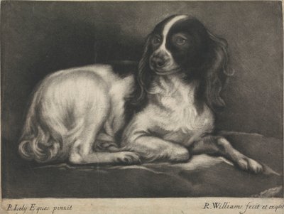 A Spaniel by Robert Williams