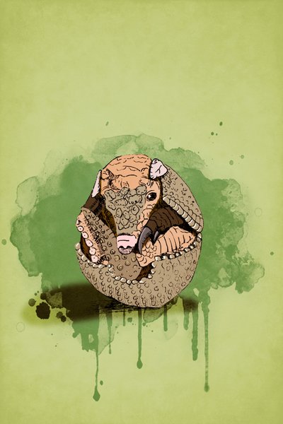 Baby Armadillo by Roberta Murray
