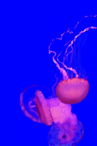 Jellyfish, 2022 by Roberta Murray