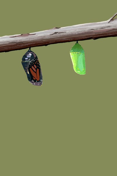 Monarch Cocoons by Roberta Murray