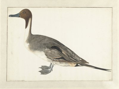 Drake Pintail by Rochus van Veen