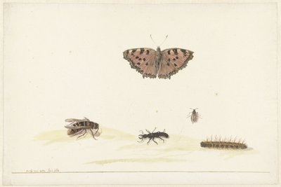 Study Sheet with Various Insects by Rochus van Veen