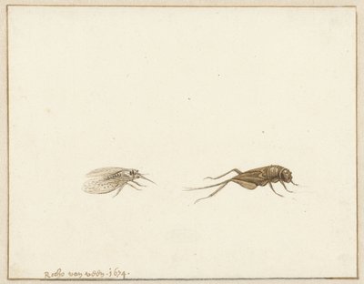 Two Insects by Rochus van Veen