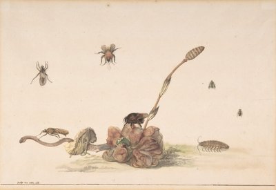 Various Insects by a Fungus, 1681 by Rochus van Veen