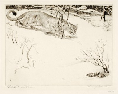 Bob-white and Puma by Rodney Thomson
