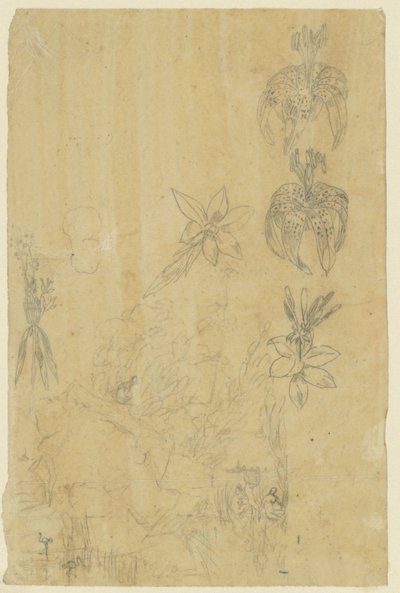 Flower Studies and Bathing Women by Rodolphe Bresdin