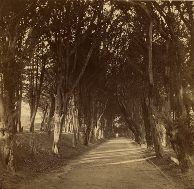 The Dark Walk; Stonyhurst by Roger Fenton