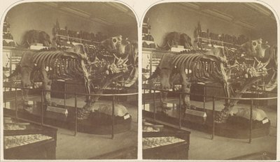 The Megatherium, British Museum by Roger Fenton