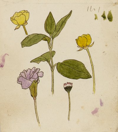 Study of Flowers - Buttercup and Daisy by Rosa Brett