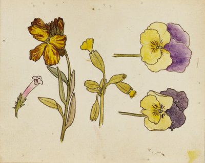 Study of Flowers - Pansy, Wallflower by Rosa Brett