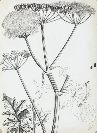 Cow Parsley by Rosalie Brill