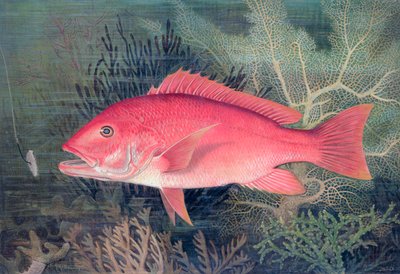 Red Snapper, 1878 by SA Kilourne