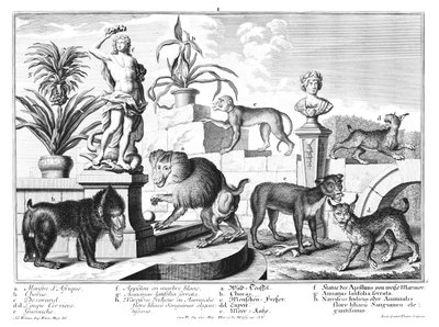 Monkeys and Wildcats by Salomon Kleiner