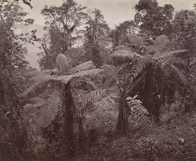 Darjeeling, Group of Tree Ferns at Lebong by Samuel Bourne