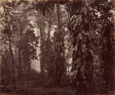 Darjeeling, India by Samuel Bourne