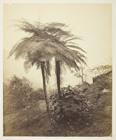 The Tree Fern, Prize Photo by Samuel Bourne