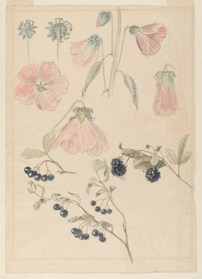 Botanical Detail Studies: Hollyhocks, Blueberries, and Blackberries by Samuel Colman