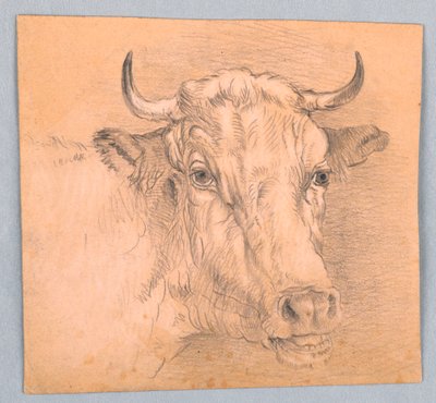 Head of a Cow by Samuel Colman