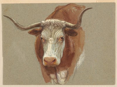 Head of a Cow or Ox by Samuel Colman