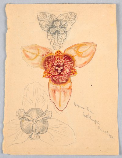 Japanese Lily, East Hampton by Samuel Colman