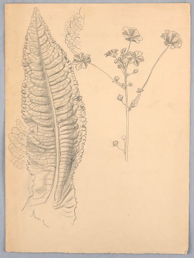 Leaf Studies by Samuel Colman