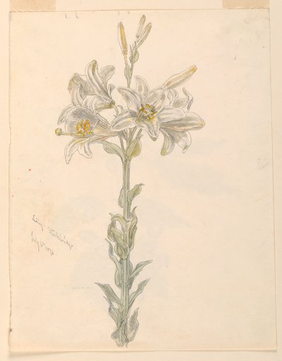 Lily, Stockbridge by Samuel Colman