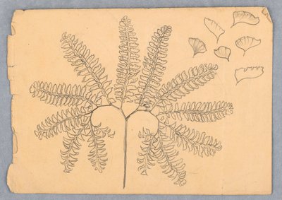 Maidenhair Fern by Samuel Colman