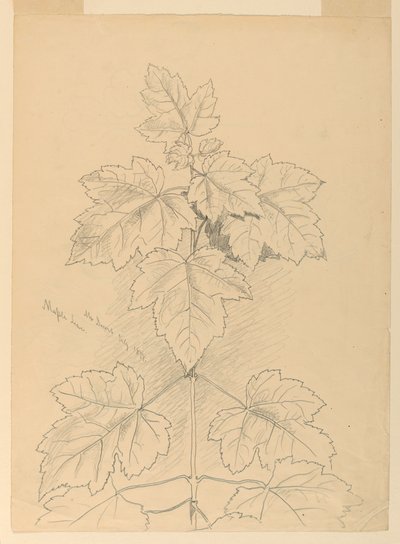 Maple Leaves, Mt. Desert by Samuel Colman
