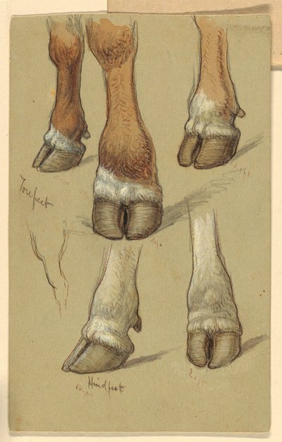Studies After Cattle by Samuel Colman