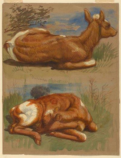 Studies of Calves, Stockbridge by Samuel Colman