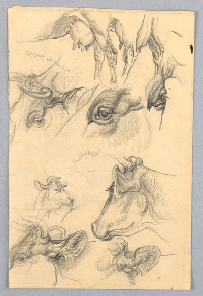 Studies of Cows by Samuel Colman