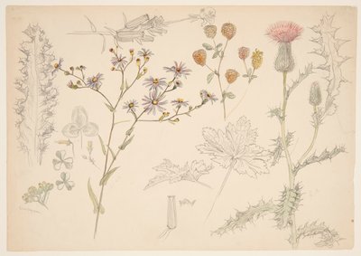 Studies of Meadow Flowers by Samuel Colman