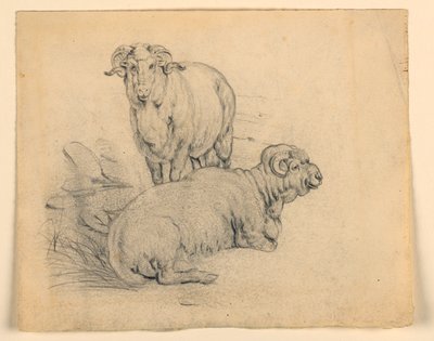 Study of Two Rams by Samuel Colman