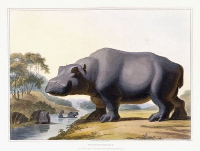 The Hippopotamus, 1804 by Samuel Daniell