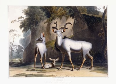 The Koodoo by Samuel Daniell