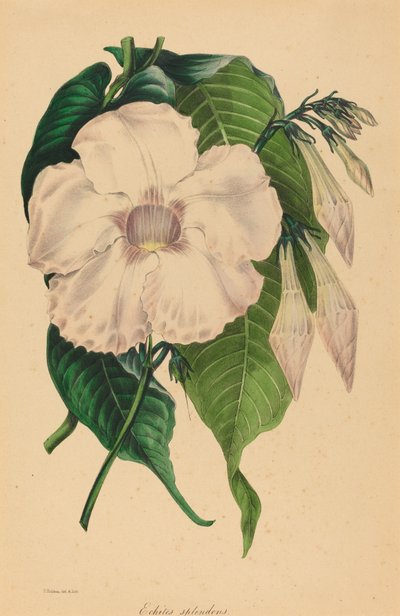 Echites splendens by Samuel Holden