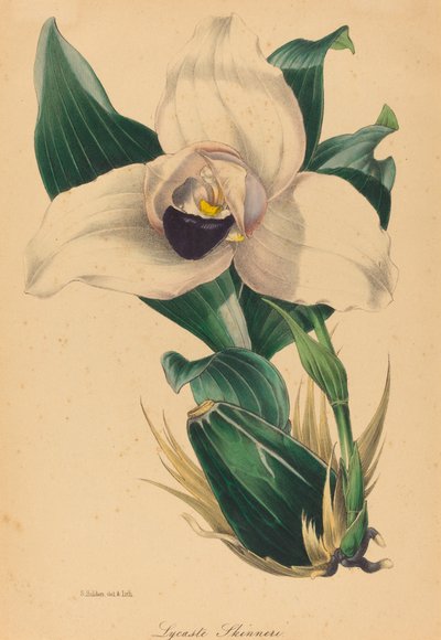 Lycaste Skinneri by Samuel Holden