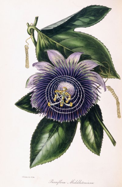 Passiflora Middletoniana by Samuel Holden