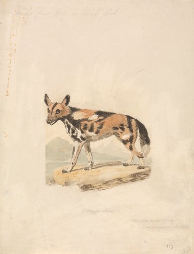 Abyssinian Dog by Samuel Howitt