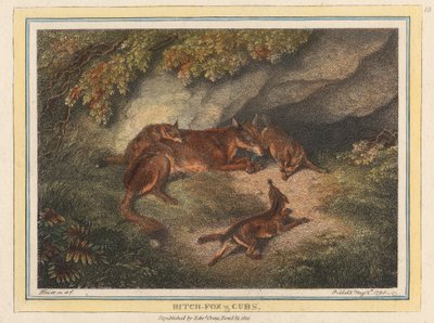 Bitch Fox and Cubs by Samuel Howitt