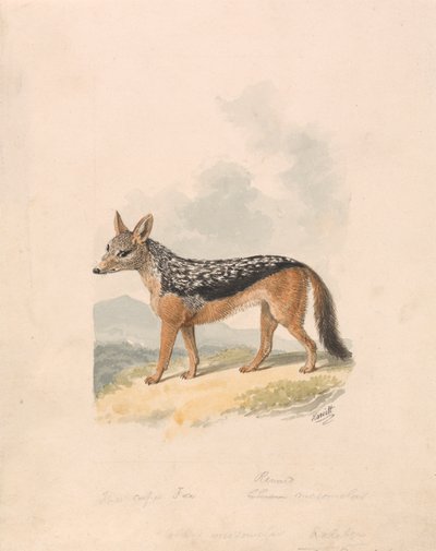 Black-backed Jackal by Samuel Howitt